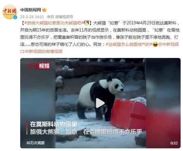 熊猫在中国vs在俄罗斯