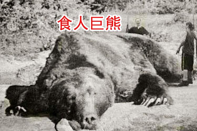 美国熊vs日本巨兽的相关图片